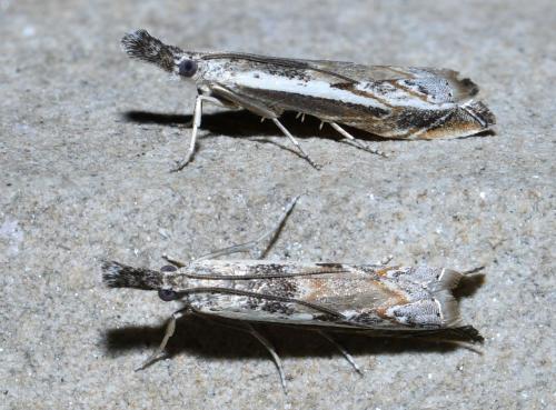 Réf. 209 368 : Platytes alpinella